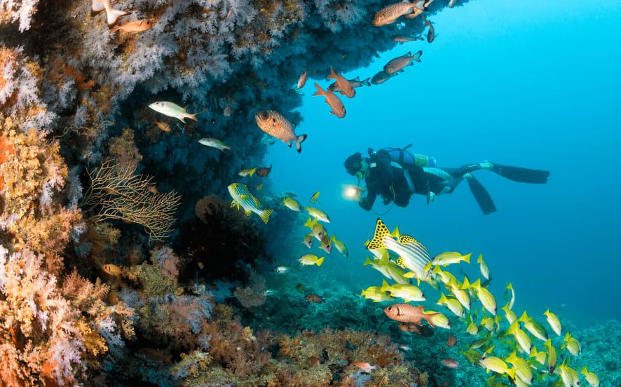 Diving in the Maldives: An Underwater Heaven